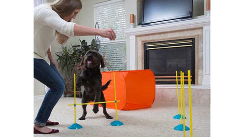 Rowdy rover? Need to banish boredom? Here's how!