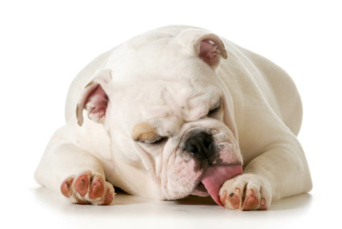 5 Reasons Why Your Dog Loves to Lick