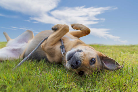 Repel Fleas & Ticks Naturally