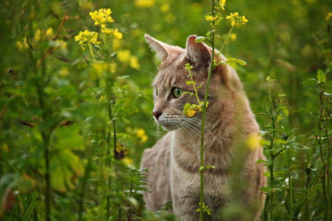 Pet-Safe Plants for Fall
