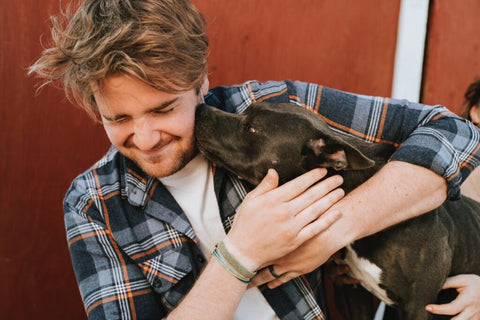 Canned Dog Food: Good or Bad?