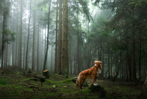 What To Do When Your Dog Gets Skunked