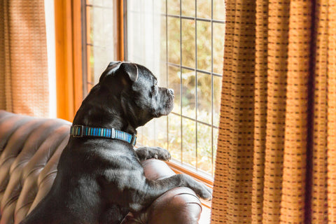 Dog Separation Anxiety
