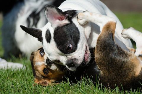Where to Find Off-the-Charts Summer Fun at Off-Leash Dog Parks in KC