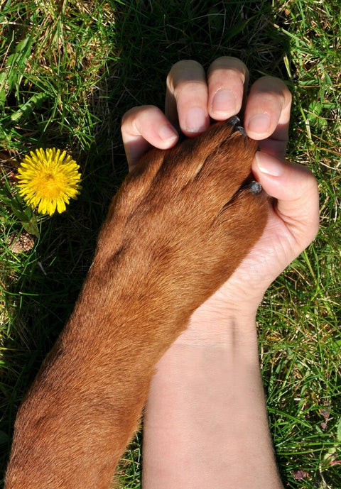 How to Find a Lost Pet in Kansas City