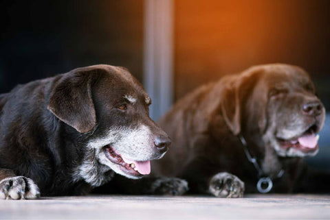Senior Old Dogs