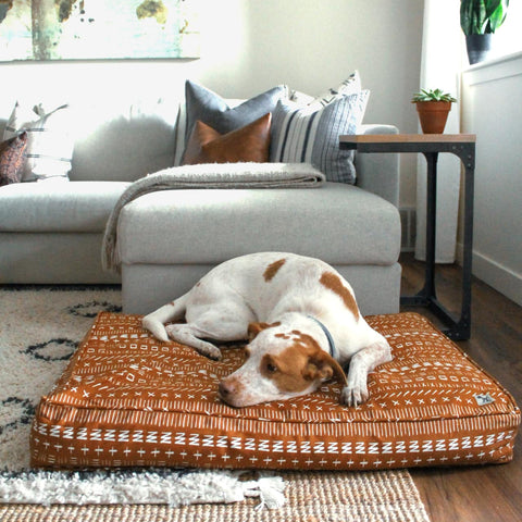 Sustainable Brands to Help Reduce Your Carbon Pawprint