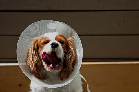 Why Reconsider Early Spay/Neuter