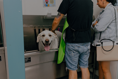 Self-Serve Pet Wash