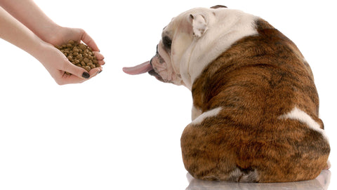 Your Dog’s Prescription Pet Food: Harmful or Helpful?