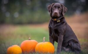 How Pumpkin Can Treat Your Dog’s Bowel Issues