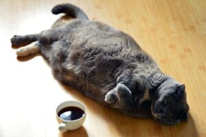 Top 5 Tips for Pet Obesity Prevention