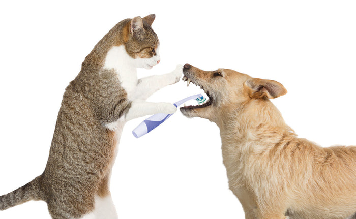 7 Tips to Maintain your Dog's Dental Health