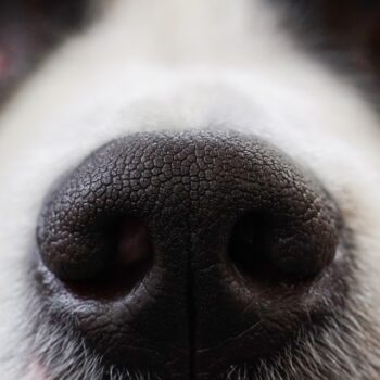Treating Your Dog's Dry Nose Naturally