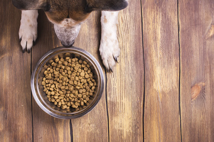 Dog with Bowl of Dry Food