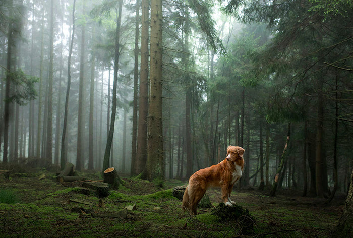 What To Do When Your Dog Gets Skunked