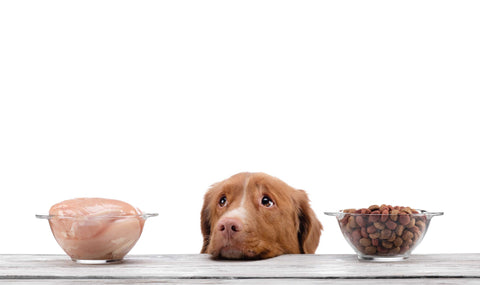 How to Boost Your Dog's Kibble