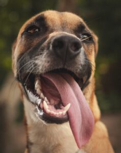 How to Prevent Pet Heatstroke