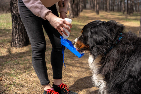 Water and Your Pet's Health: Tips to Avoid Dehydration