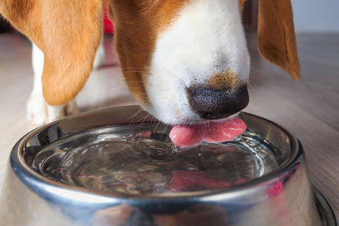 The #1 Ingredient Your Pet's Dry Food is Missing