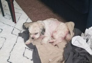 Is Your Dog Malnourished? Meet Barkery Dog Sebastian