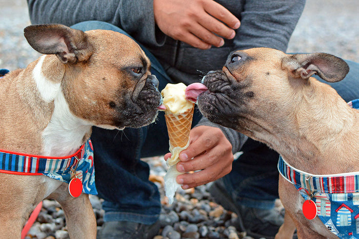 Can Dogs Eat Ice Cream?