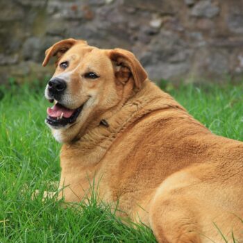 4 Ways to Prevent Pet Obesity