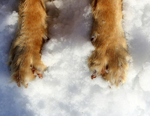 Healing Cracked Dog Paws in the Colder Months