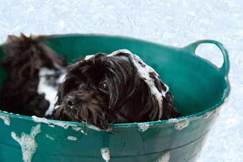 Five Tips for Winter Grooming