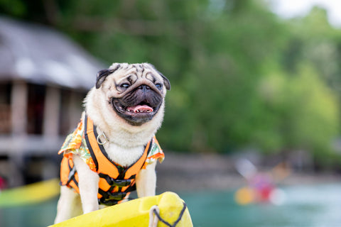 Five Important Tips to Keep Your Dog Cool This Summer