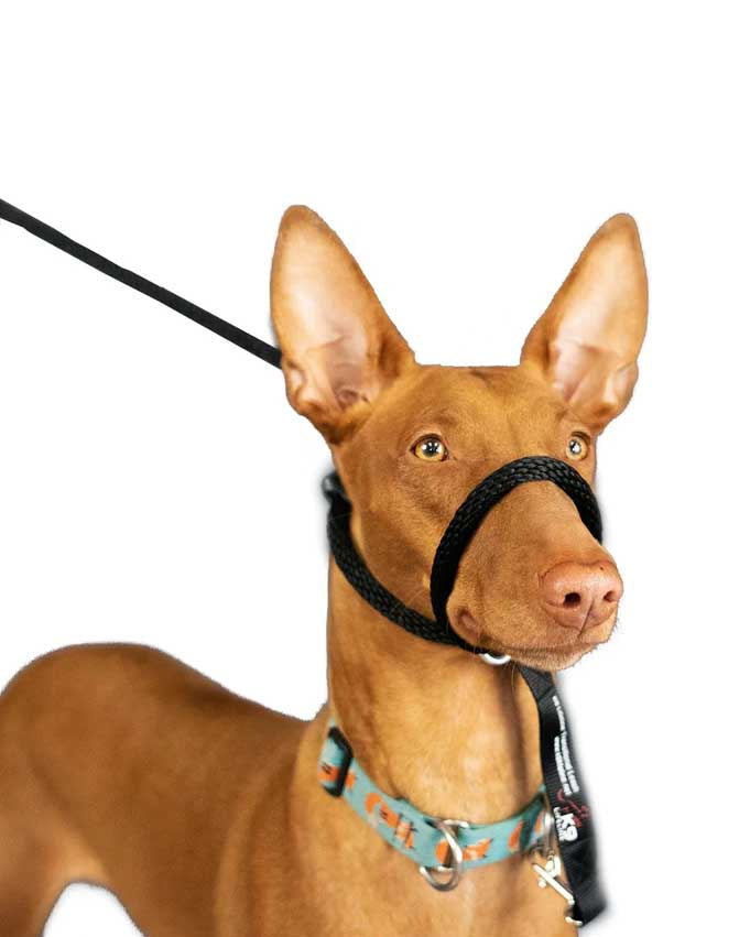 Head leash new arrivals
