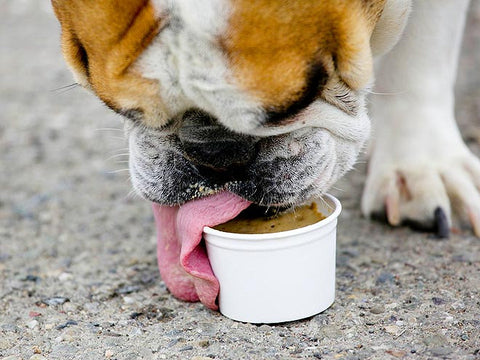 Mixed Mutt Creamery Cheddar Apple Cream Artisan Doggie Ice Cream